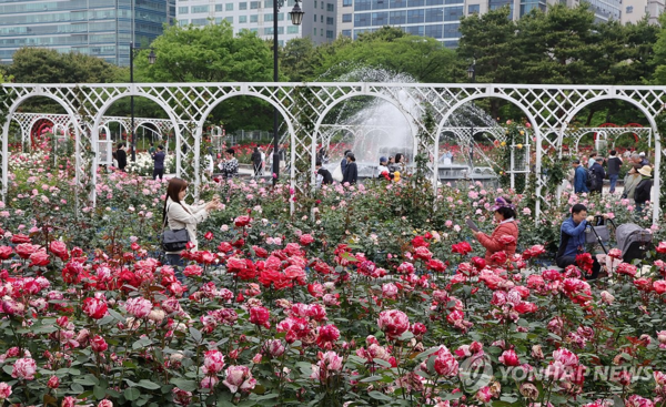 사진= 연합뉴스(어린이날을 맞은 5일 경기도 고양 일산호수공원에서 열린 고양국제꽃박람회에 관람객들이 활짝 핀 장미꽃을 구경하고 있다.)