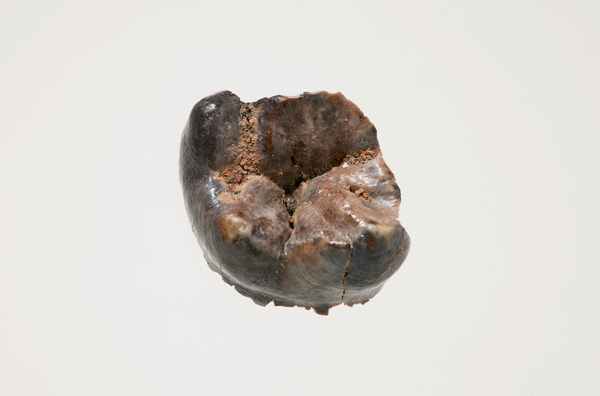 공주 왕릉원 2호분에서 출토된 어금니. 국가유산청 제공