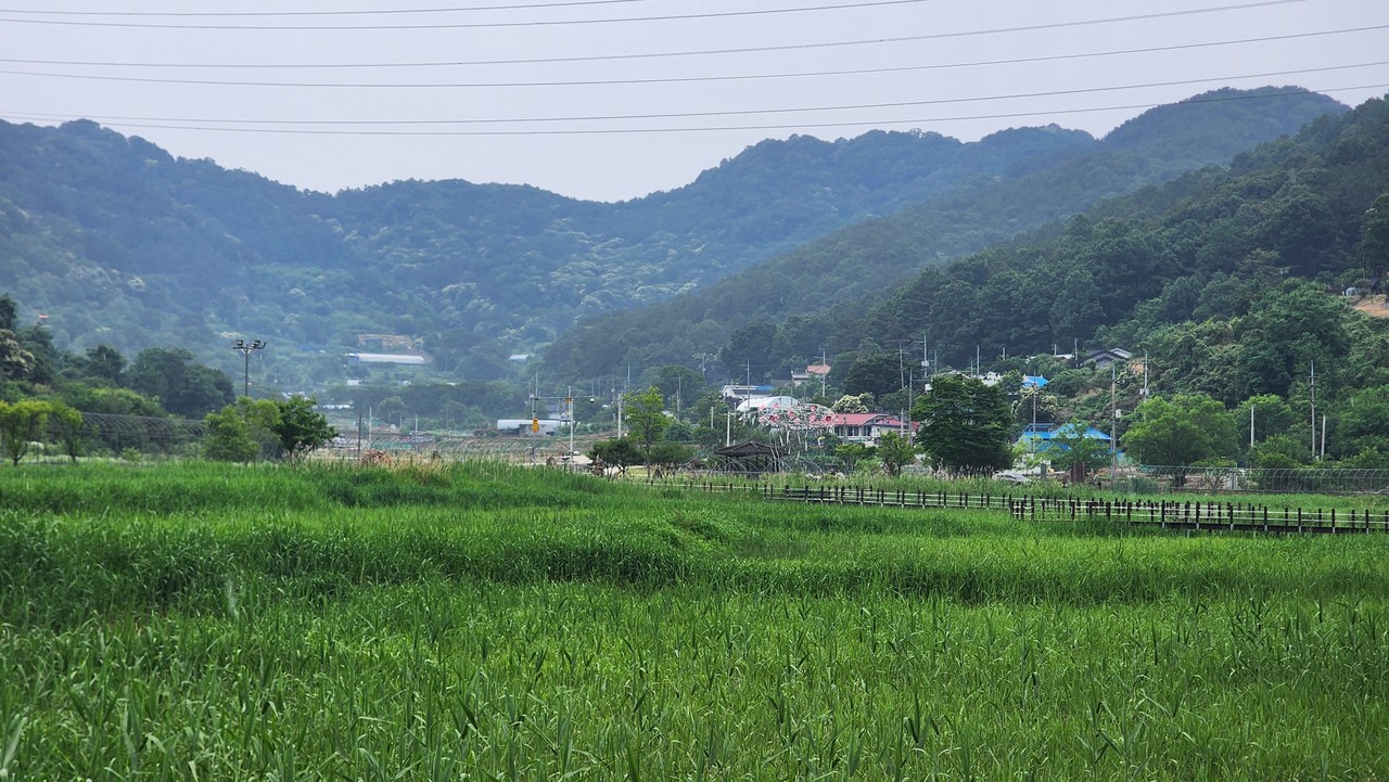 두메마을 거대억새습지.
