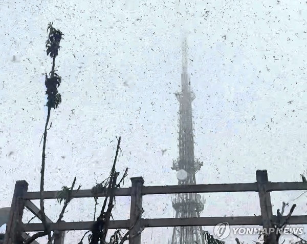 사진= 지난달 29일 오전 인천시 계양구 계양산 정상에서 '러브버그'로 알려진 붉은등우단털파리가 날아다니고 있다. 연합뉴스