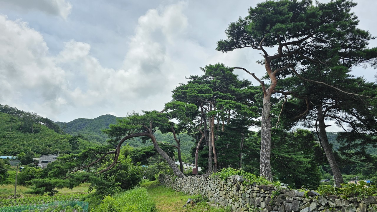 맹씨행단과 구괴정 사이 소나무 숲길.