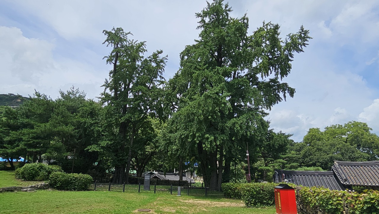 아산 맹씨행단 옆에 있는 쌍행수. 고불 맹사성 직접 심었다고 하는 은행나무 두 그루.