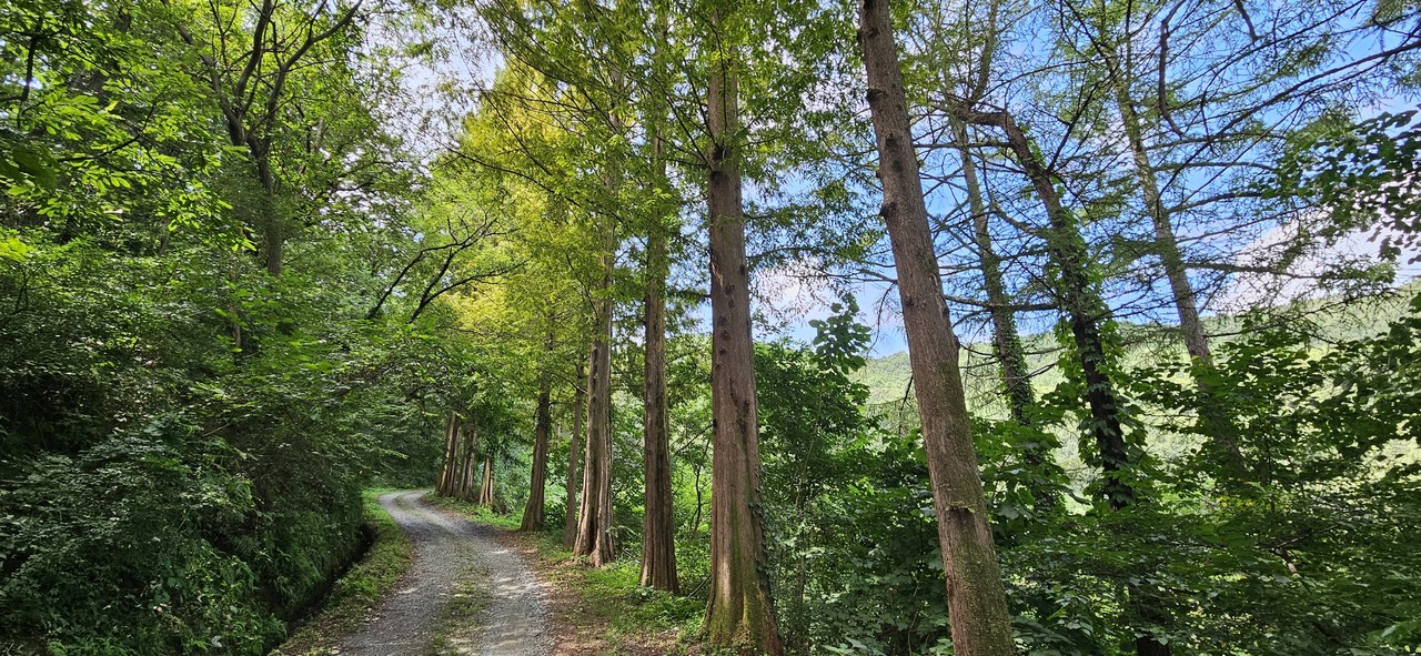 올라가는 임도. 메타세쿼이아 호위가 계속된다.