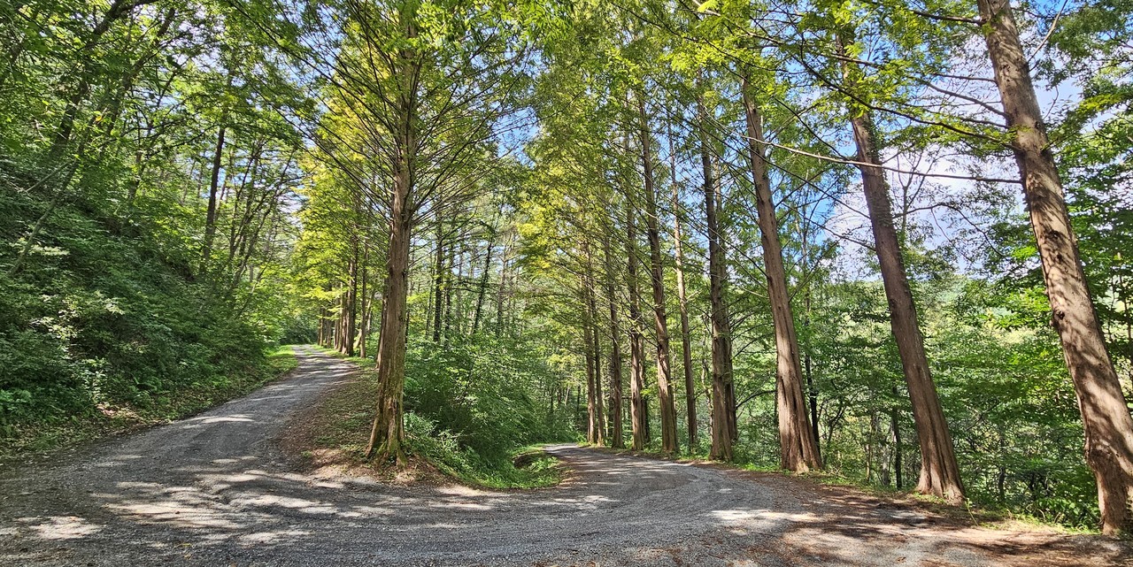 이 길도 아름다웠다.