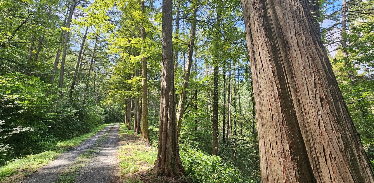 15분 숲길을 걸으면 황톳길과 만난다.