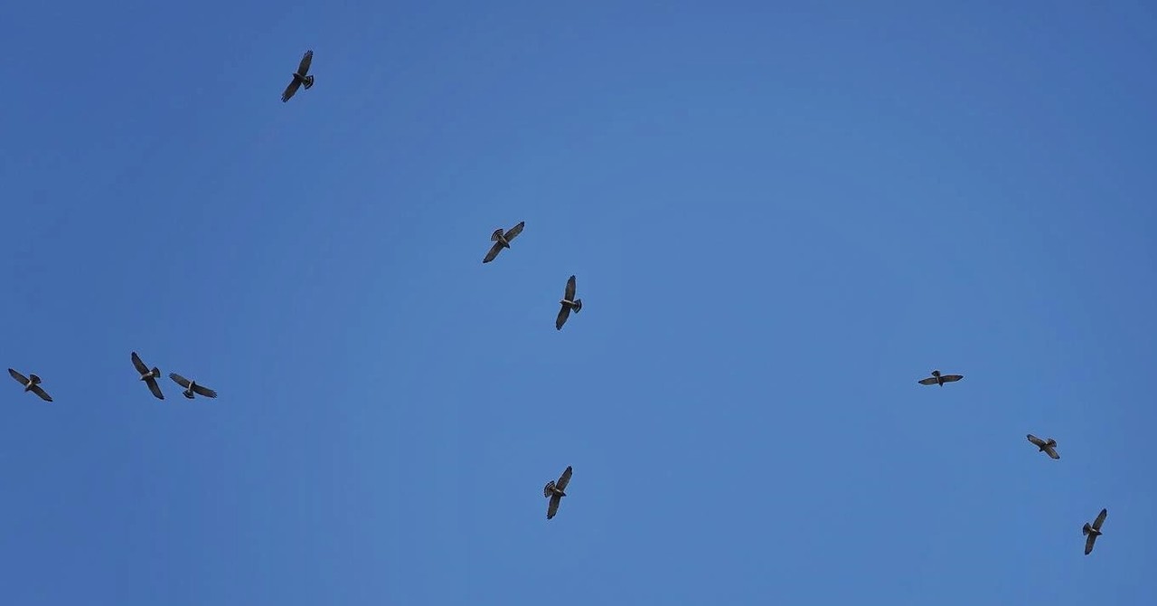 대전에서 집단으로 이동 중인 왕새매떼. 대전환경운동연합 제공