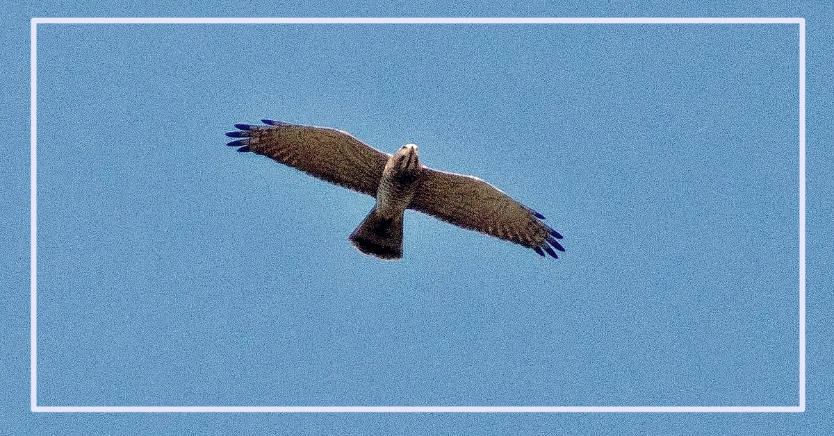 세종 장남평야에서 비행하는 왕새매. 대전환경운동연합 제공