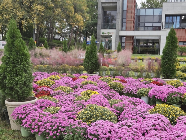 서대전광장 꽃정원 모습. 중구 제공