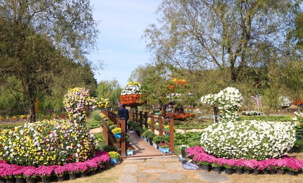 지난해 열린 국화축제 모습. 태안군 제공