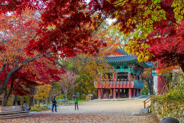 노송과 느티나무 숲이 우거져 있어 예로부터 ‘추갑사(秋甲寺)’라는 말이 있을 정도로 가을 풍경이 아름다운 공주 갑사의 단풍 풍경. 충남도 제공