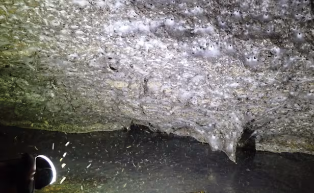 사진=지하생물학