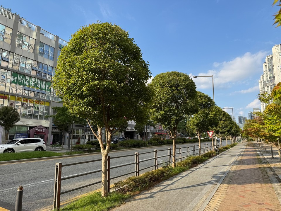 사진은 세종시가 시청대로에 조성한 특화 가로수길 모습. 세종시 제공