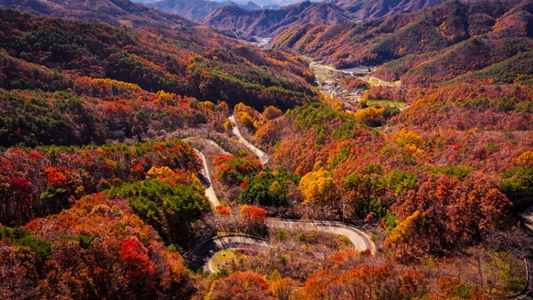 영동 도마령(刀馬岺) 가을 풍경. 영동군 제공