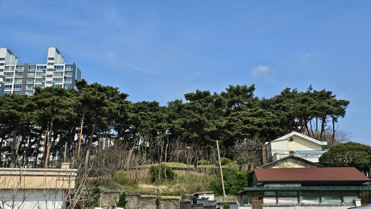 관촌마을 솔숲.